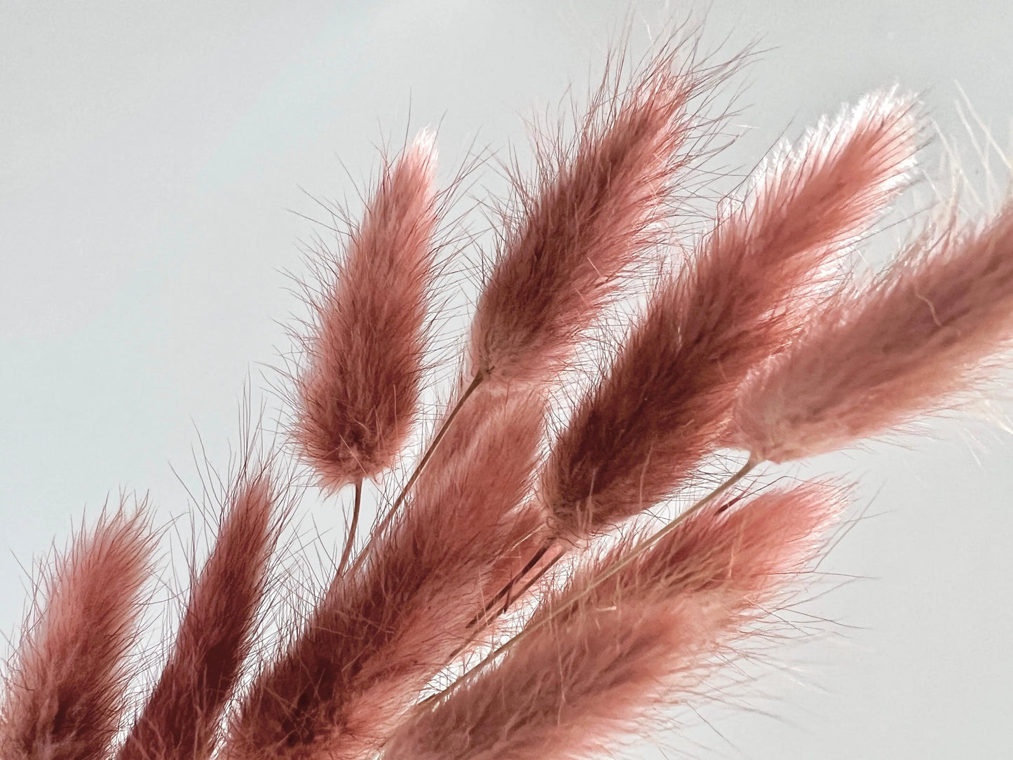 Bunny Tails - Dusty Pink - Withered Whimsy Bunny Tails