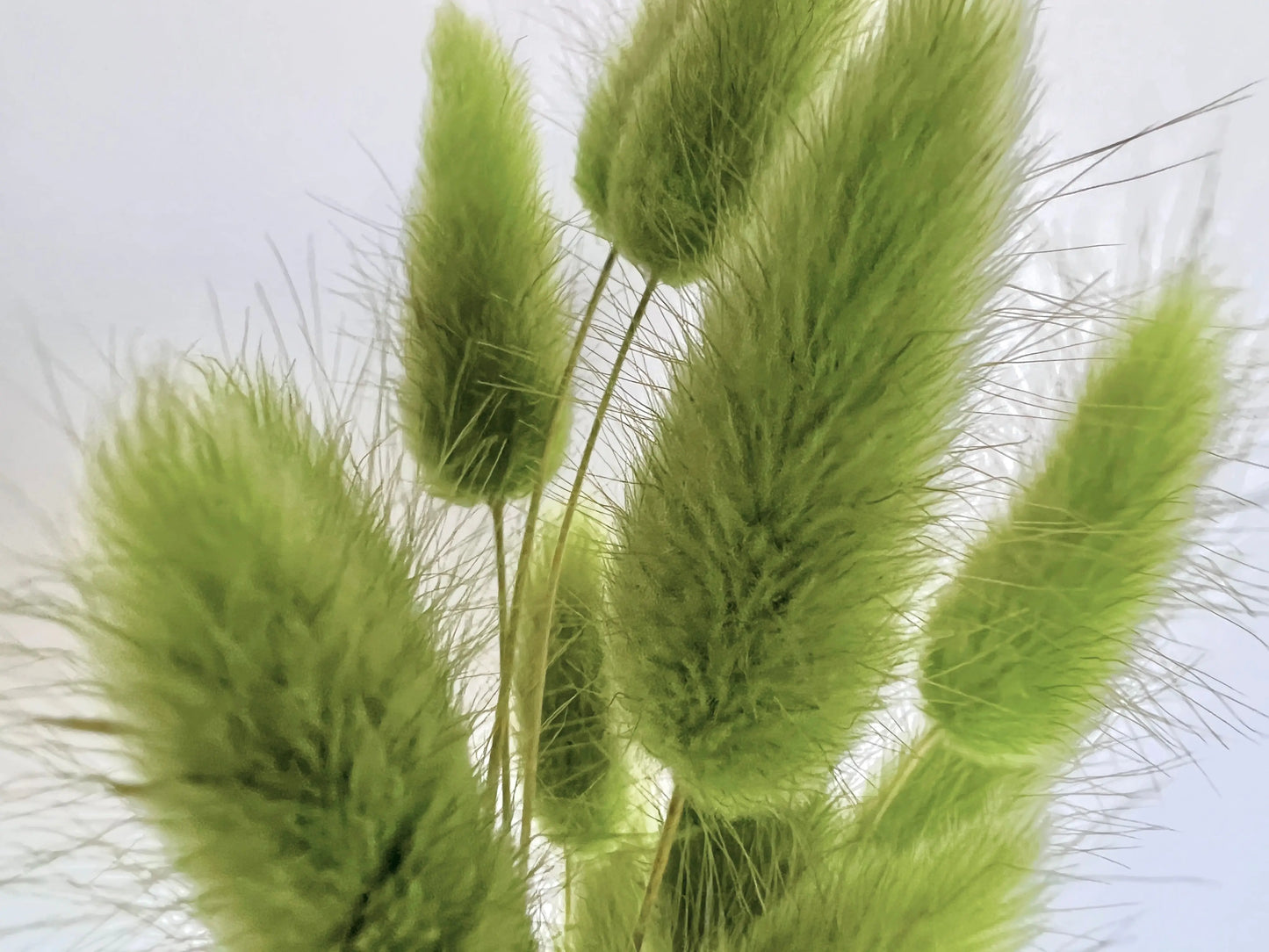 Bunny Tails - Lime - Withered Whimsy Bunny Tails