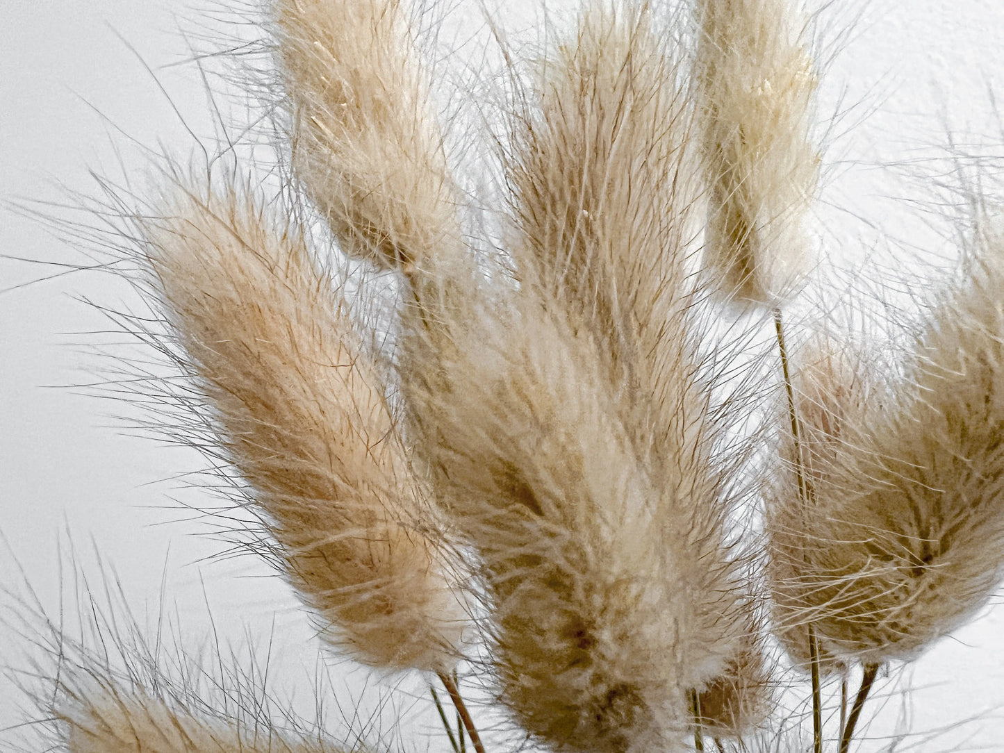Bunny Tails - Natural - Withered Whimsy Bunny Tails