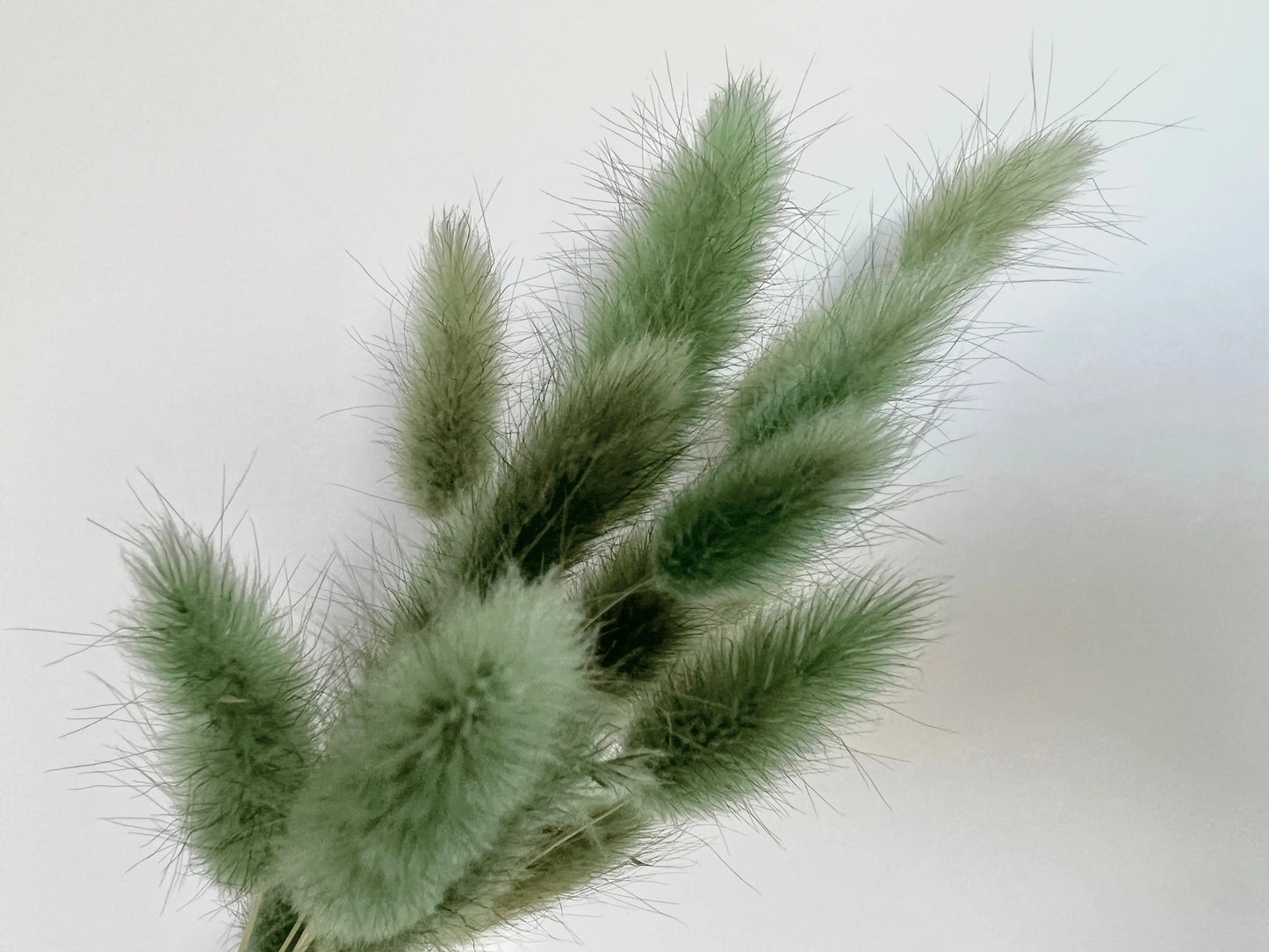 Bunny Tails - Sage Green - Withered Whimsy Bunny Tails