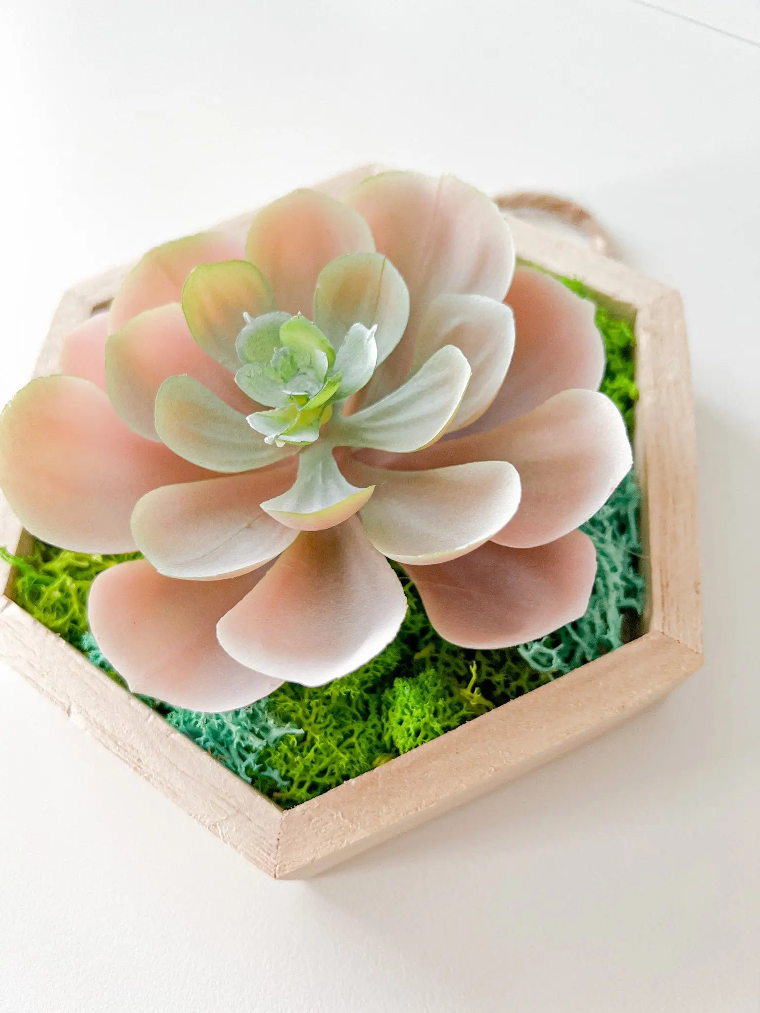 moss and succulent wall Hexagon Moss Wall Art, 5"x6"
