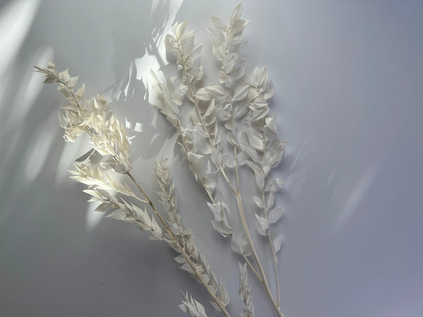 Italian Ruscus - Withered Whimsy Protea