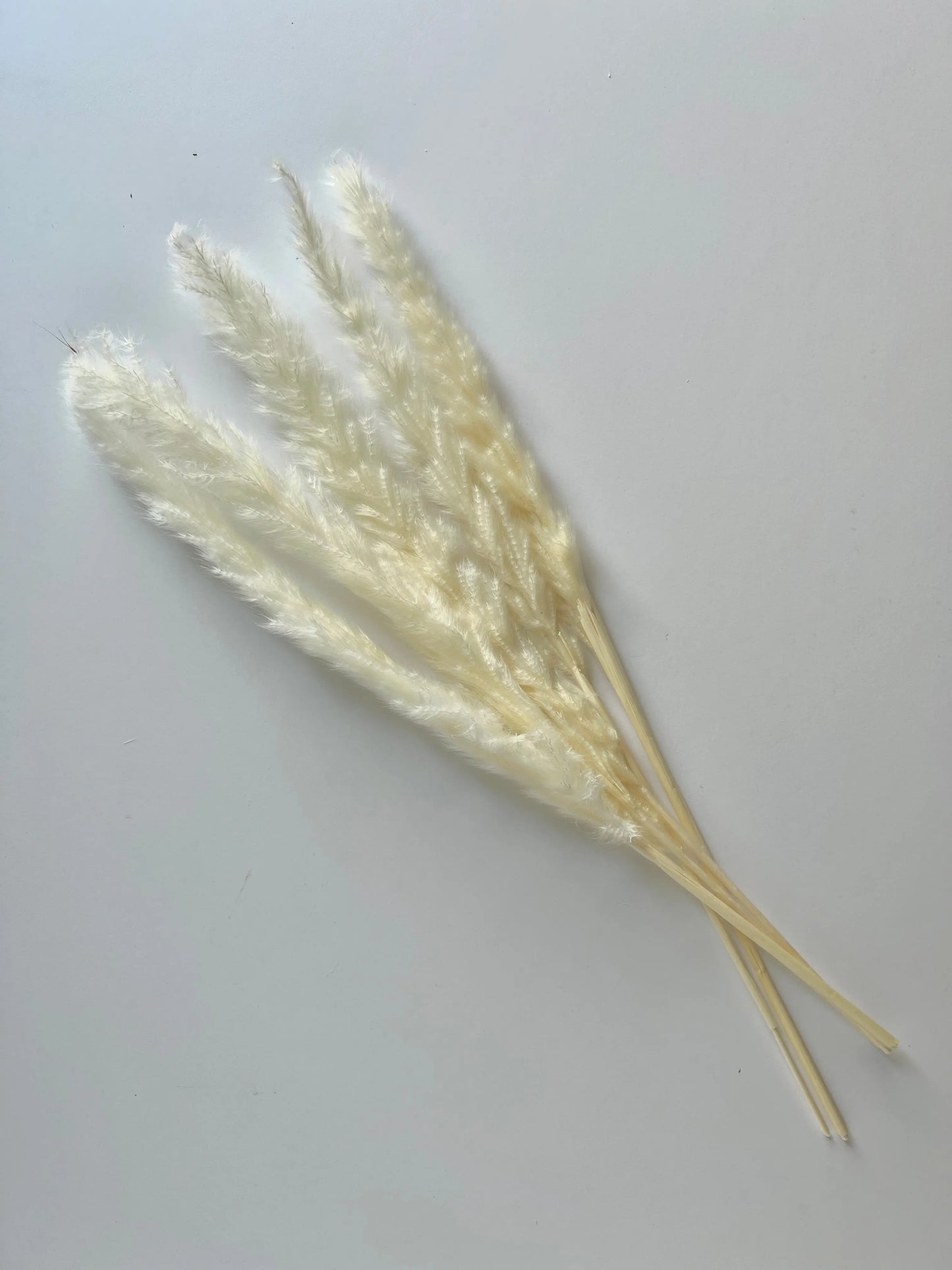 Pampas Grass - White - Withered Whimsy Protea