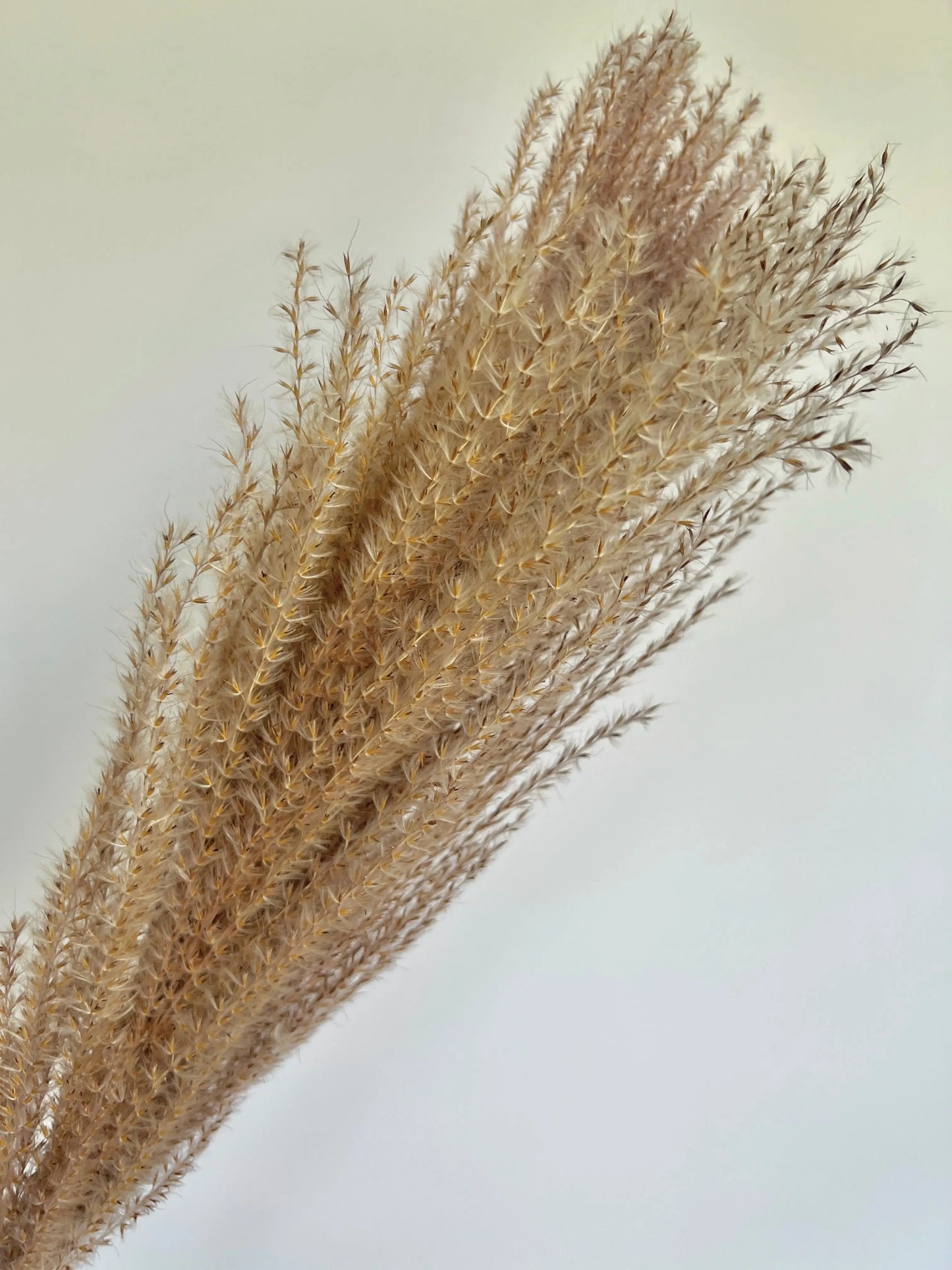 Pampas Grass (Large) - Natural - Withered Whimsy Protea