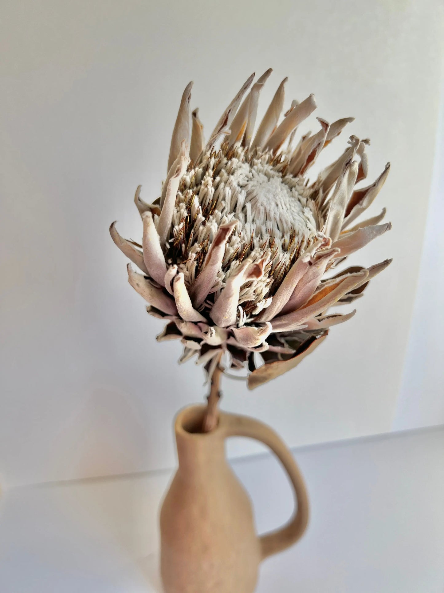 Protea - White - Withered Whimsy Protea
