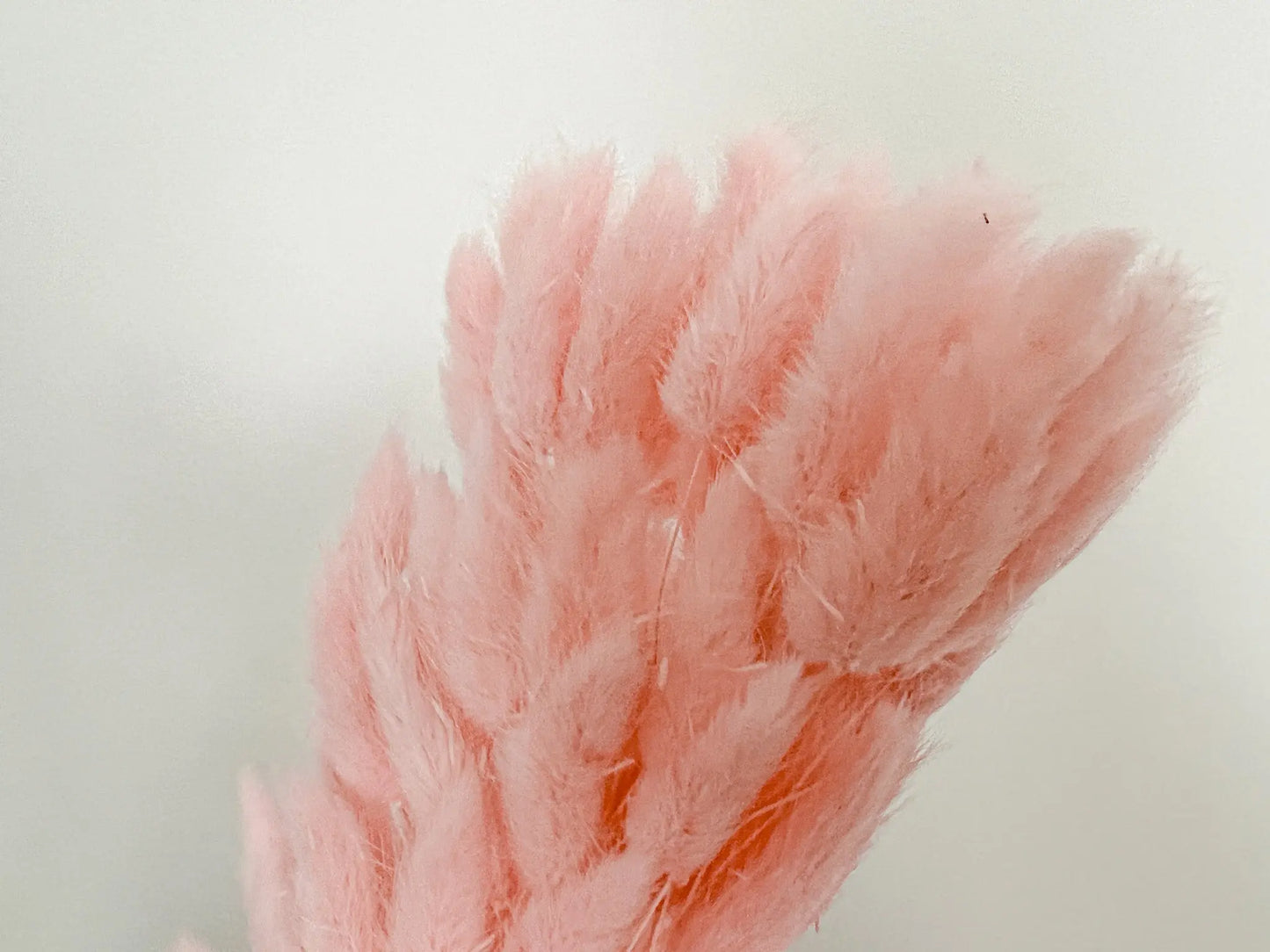 Bunny Tails - Baby Pink - Withered Whimsy Bunny Tails