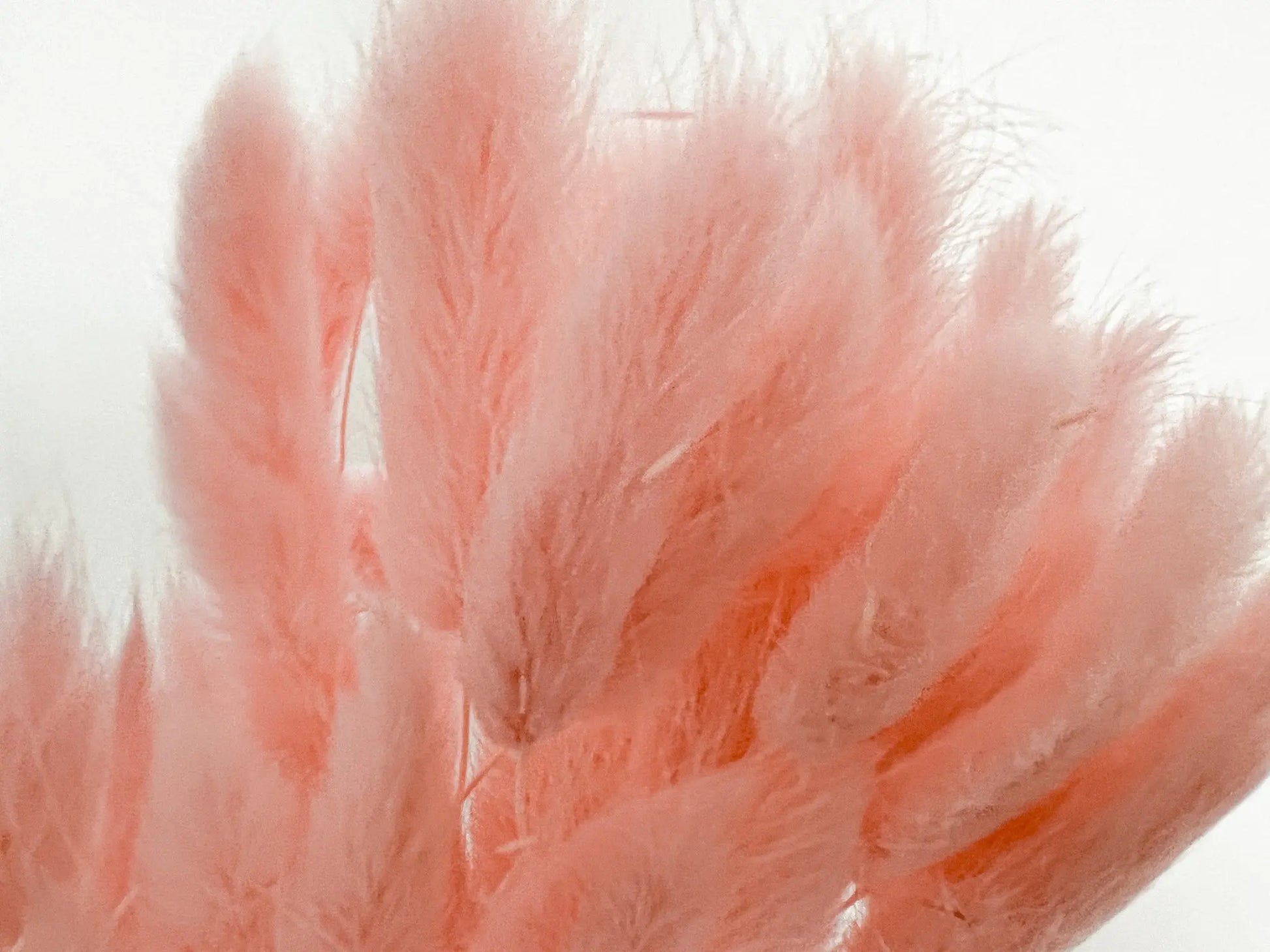 Bunny Tails - Baby Pink - Withered Whimsy Bunny Tails