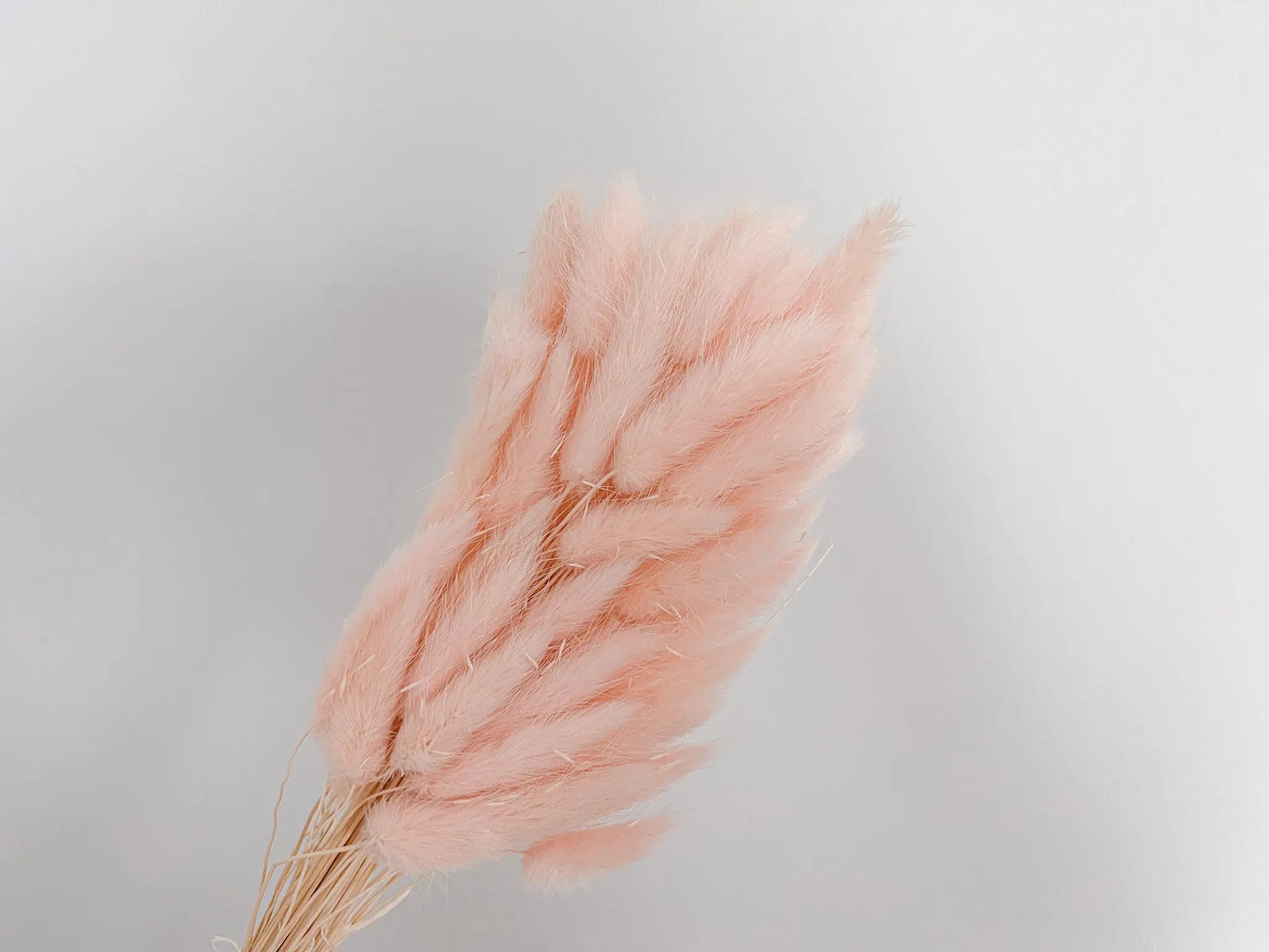 Bunny Tails - Blush Pink - Withered Whimsy Bunny Tails