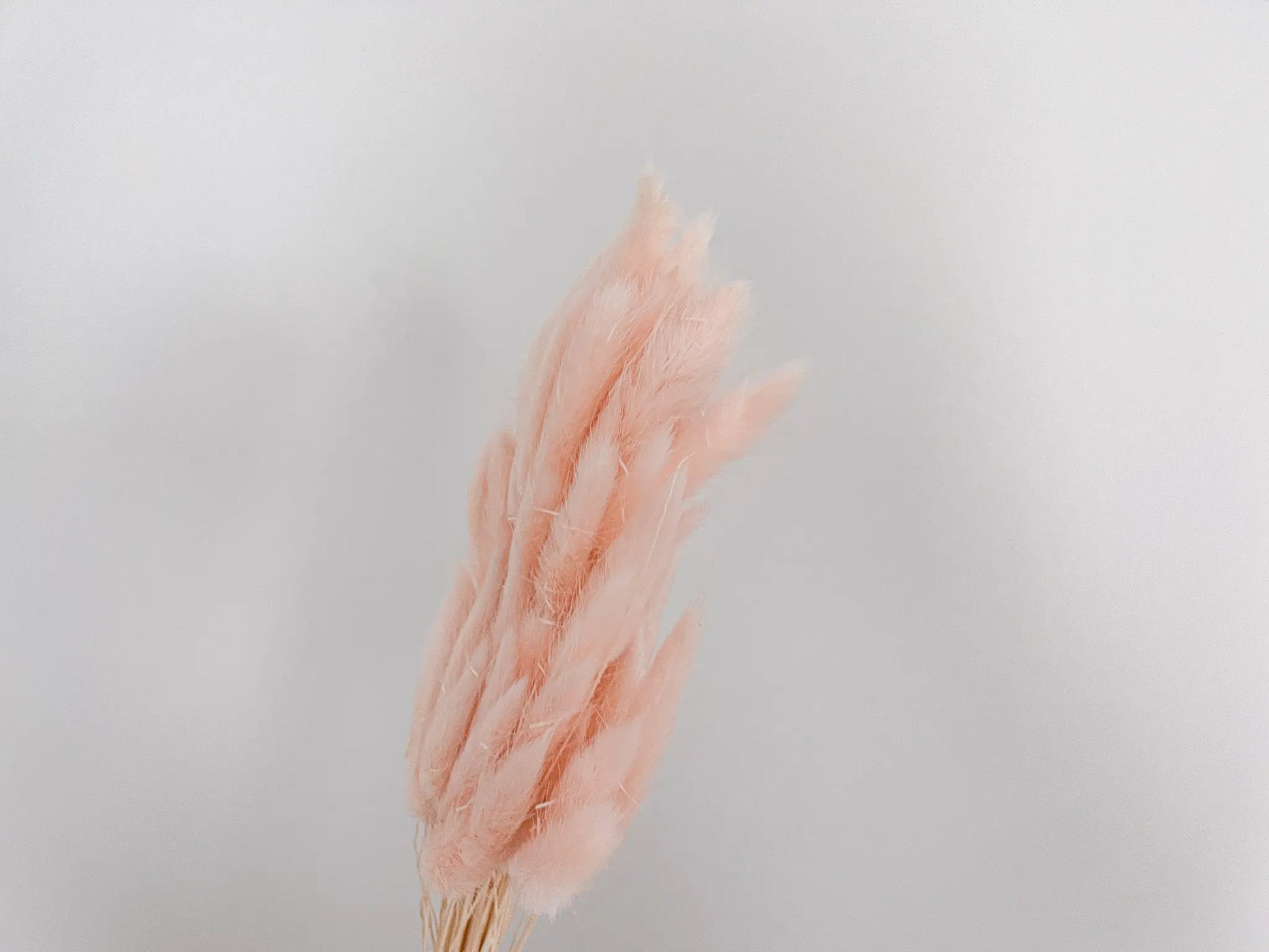 Bunny Tails - Blush Pink - Withered Whimsy Bunny Tails