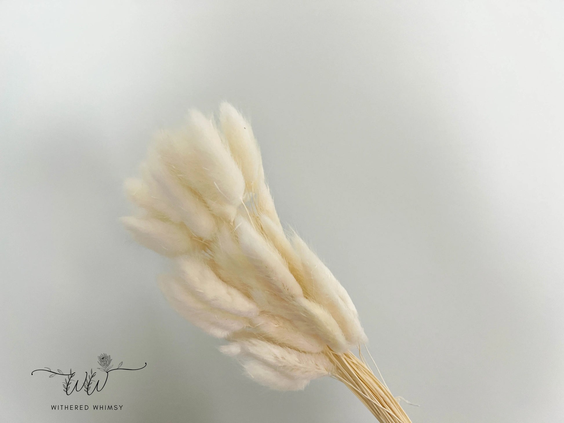 Bunny Tails - Cream - Withered Whimsy Bunny Tails