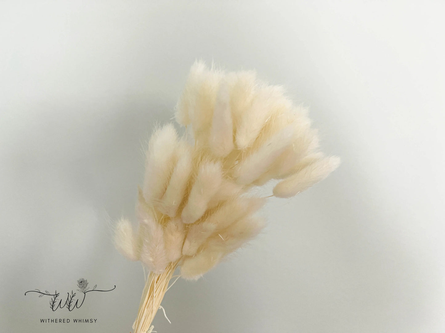 Bunny Tails - Cream - Withered Whimsy Bunny Tails