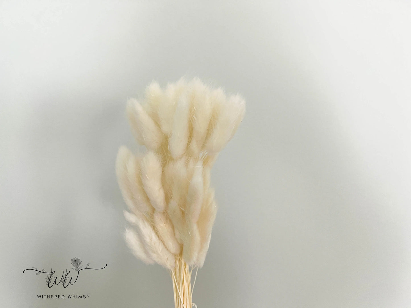 Bunny Tails - Cream - Withered Whimsy Bunny Tails