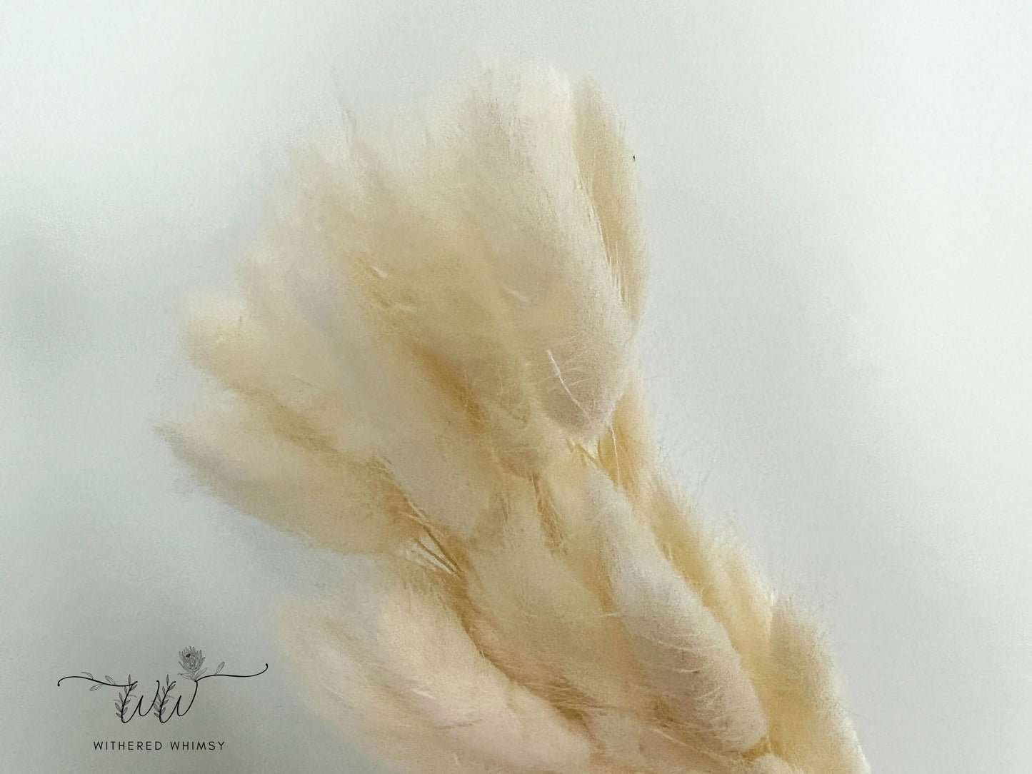 Bunny Tails - Cream - Withered Whimsy Bunny Tails