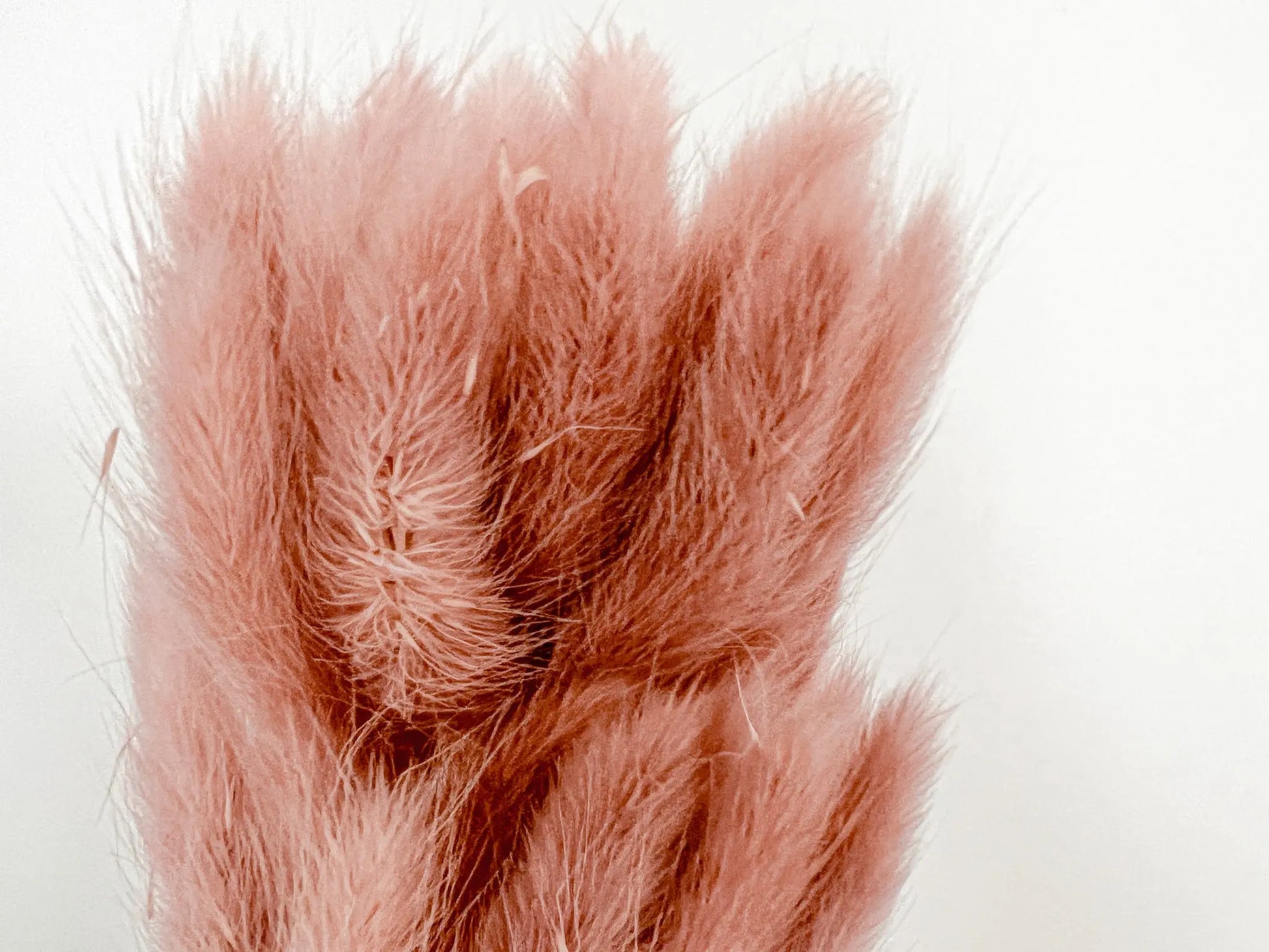 Bunny Tails - Dusty Pink - Withered Whimsy Bunny Tails