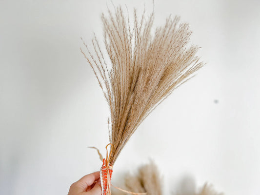 Dried Reed Grass Bundle, Fluffy Dried Flowers, Neutral Boho Home Decor, Modern Farmhouse, 10 stems, Natural