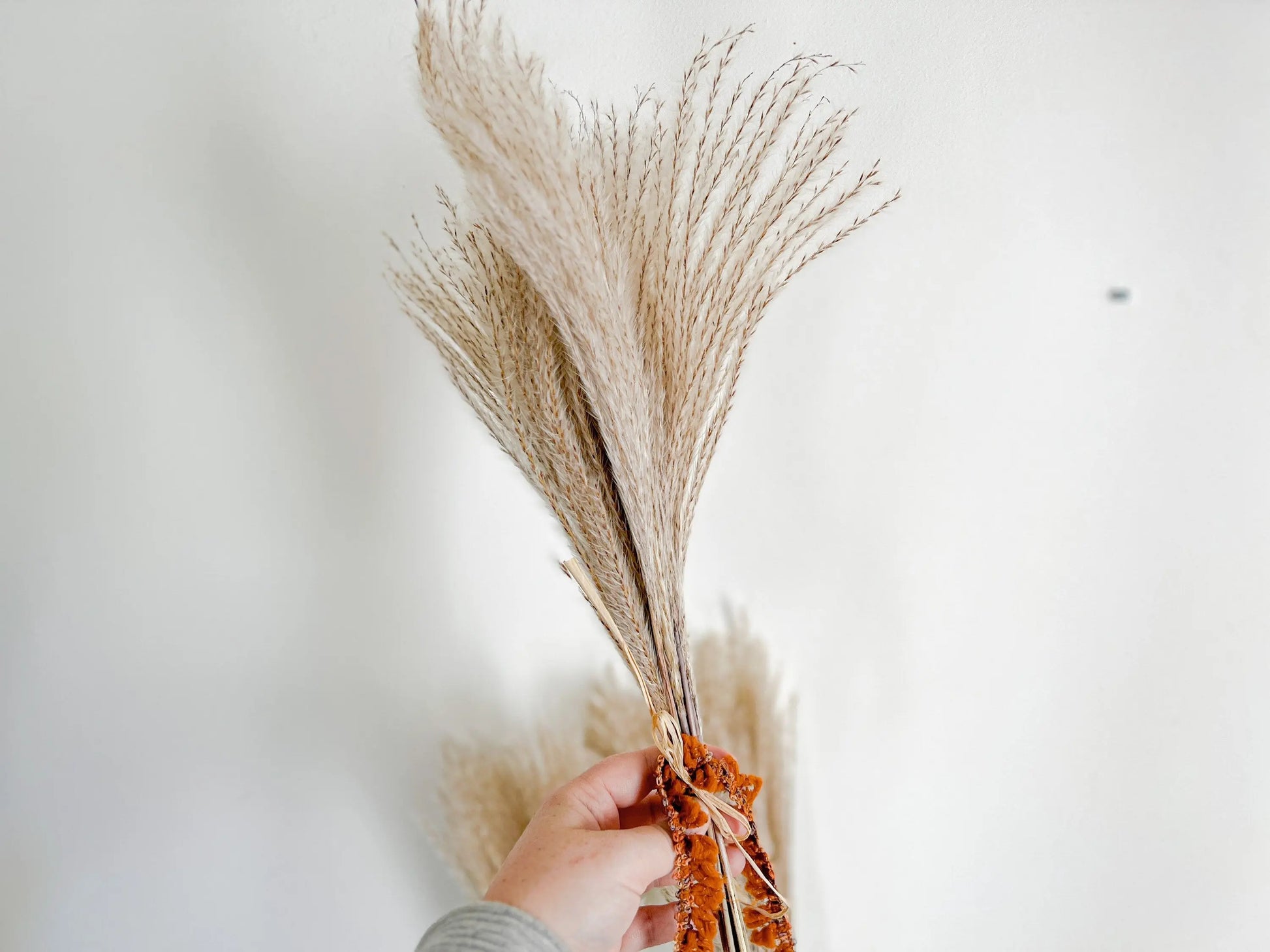 Dried Reed Grass Bundle, Fluffy Dried Flowers, Neutral Boho Home Decor, Modern Farmhouse, 10 stems, Natural