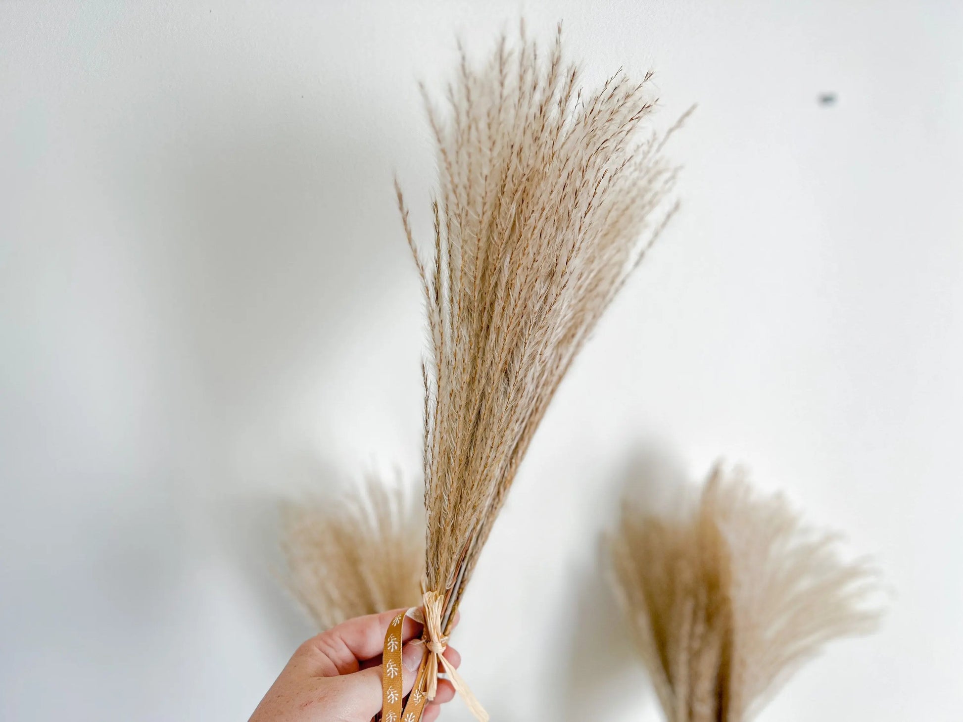 Dried Reed Grass Bundle, Fluffy Dried Flowers, Neutral Boho Home Decor, Modern Farmhouse, 10 stems, Natural