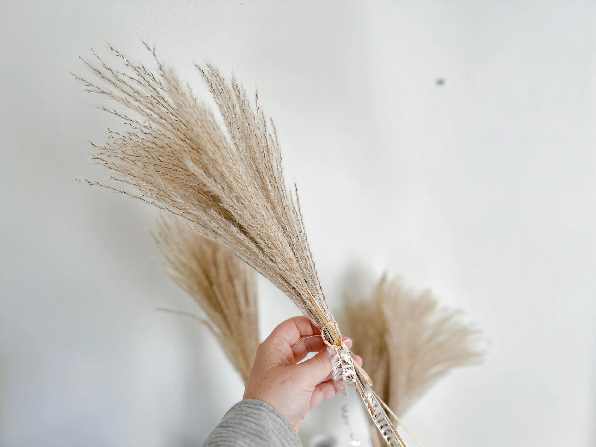 Dried Reed Grass Bundle, Fluffy Dried Flowers, Neutral Boho Home Decor, Modern Farmhouse, 10 stems, Natural