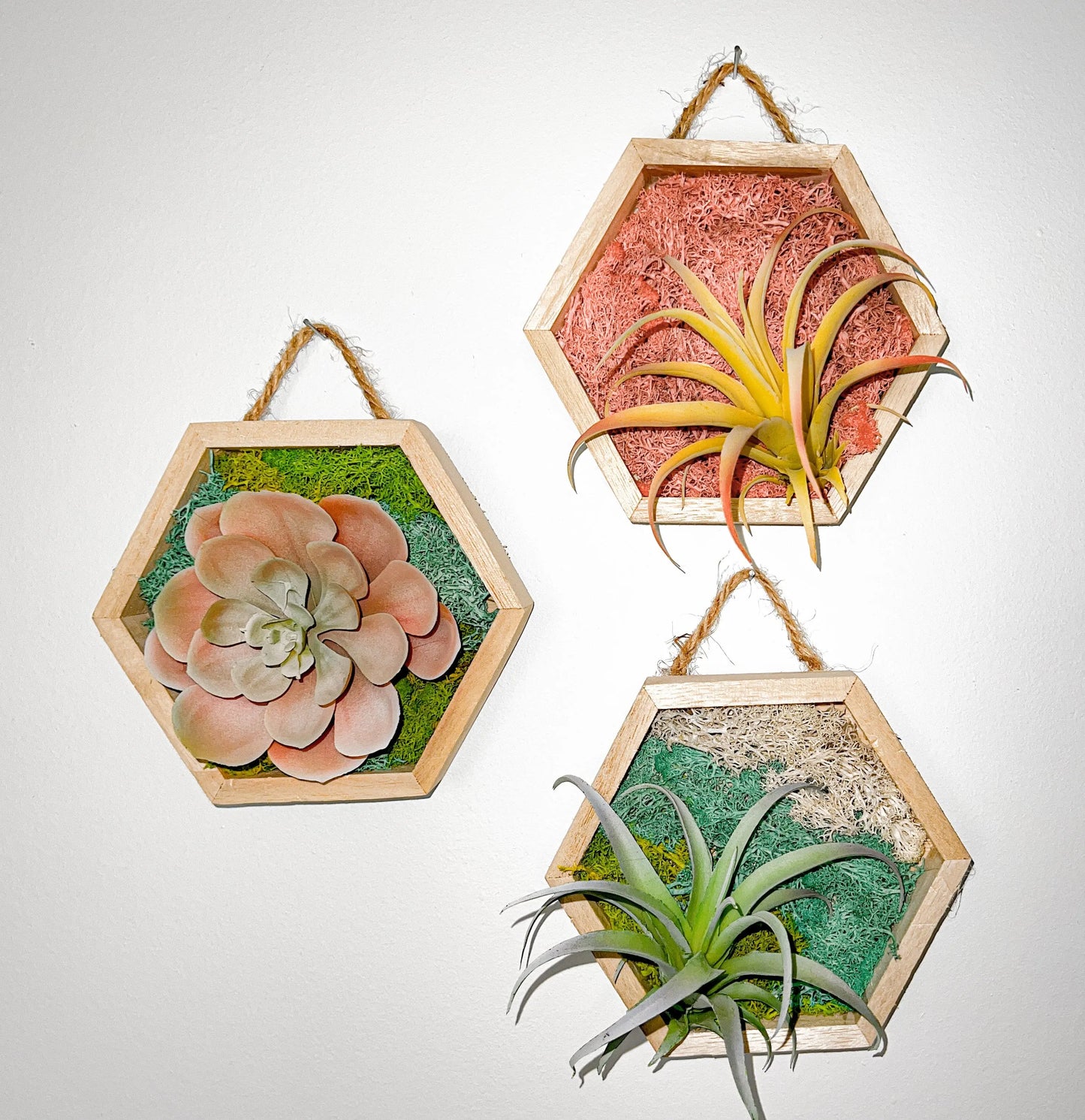 Hexagon Moss Wall Art, 5"x6" - Withered Whimsy Home Decor