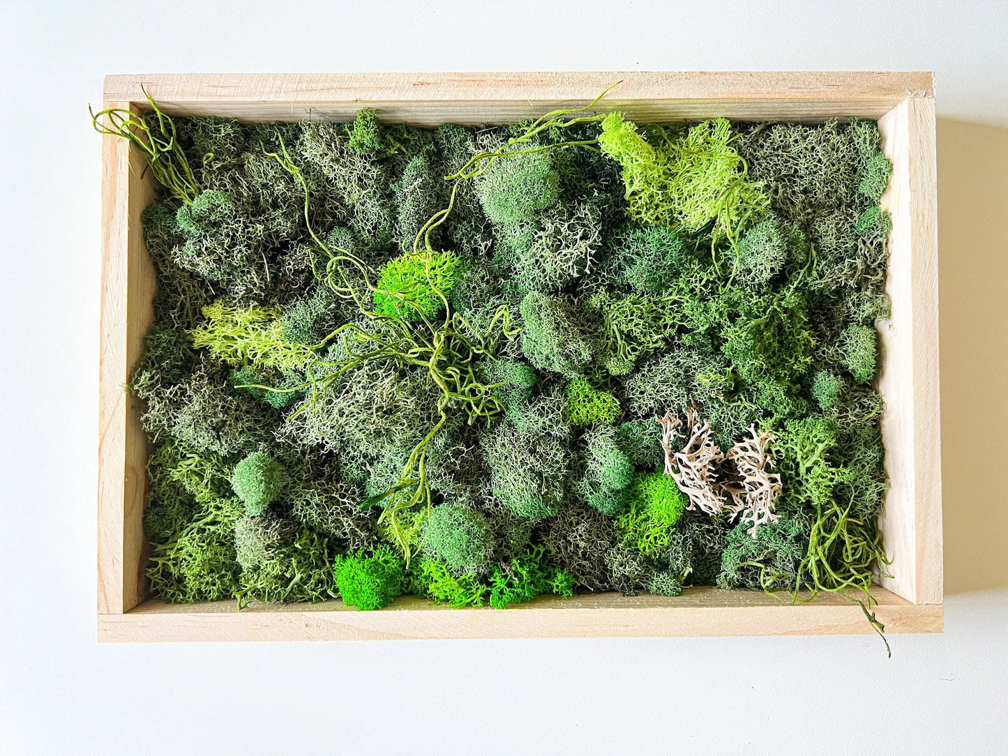 Moss Wall Art, 12"x8" - Withered Whimsy Home Decor