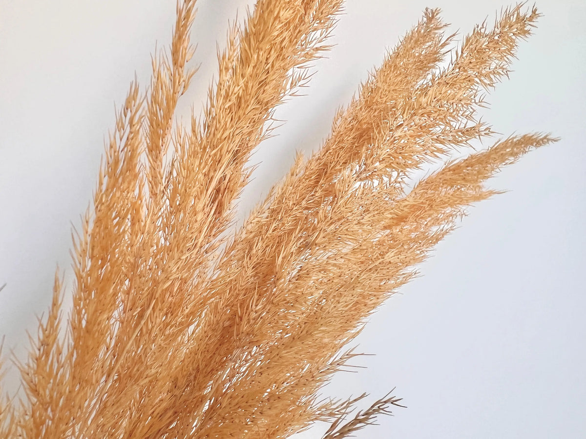 Pasture Gold Pampas Grass - Gold - Withered Whimsy