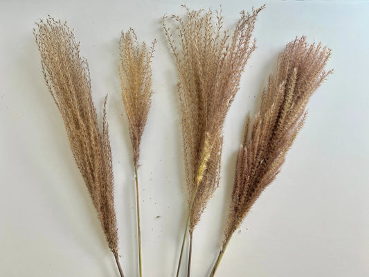 Pampas Grass (Large) -  Natural - Withered Whimsy Protea