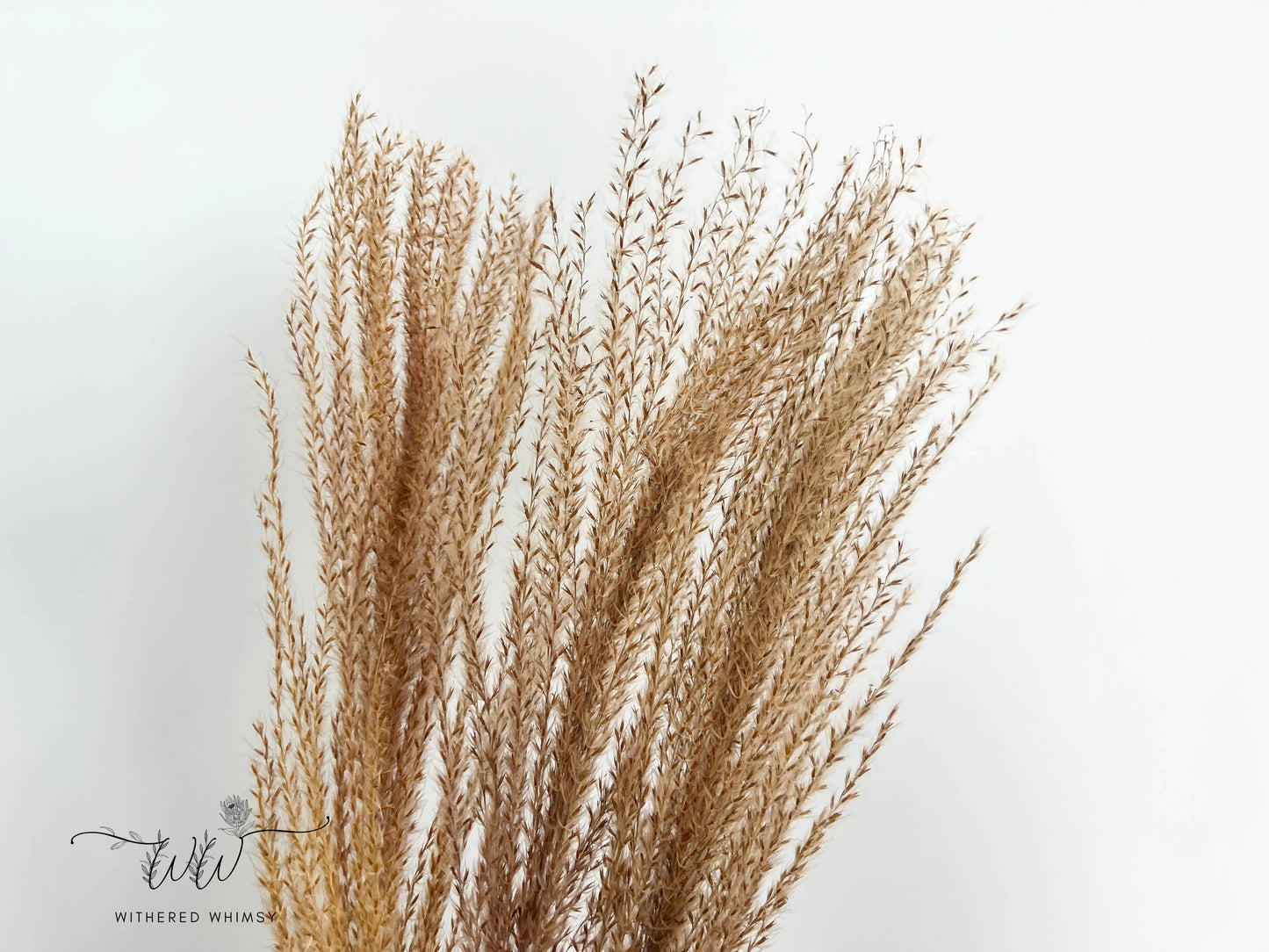 Reed Grass (Small) - Natural - Withered Whimsy Reed Grass