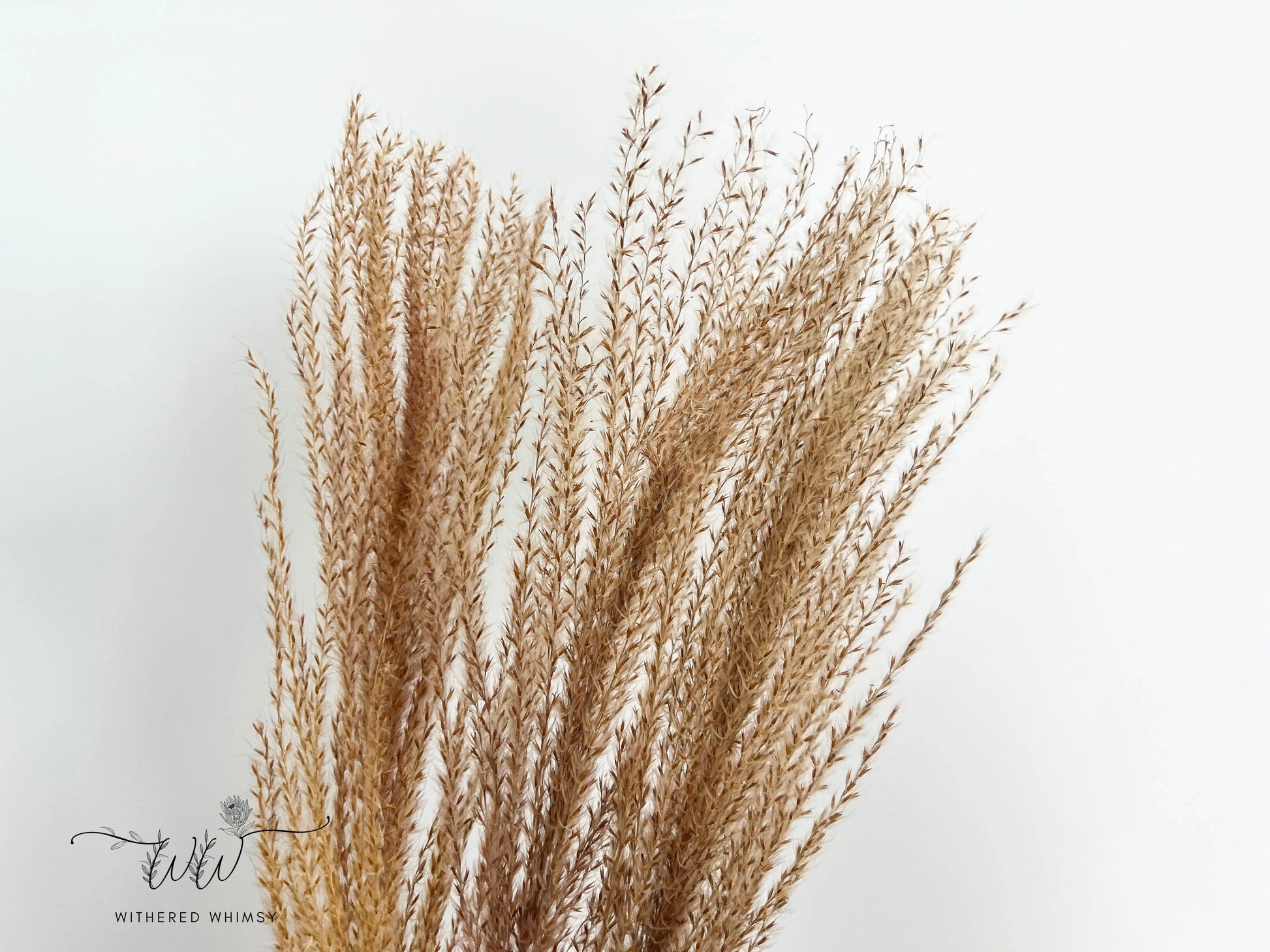 Reed Grass (Small) - Natural - Withered Whimsy Reed Grass