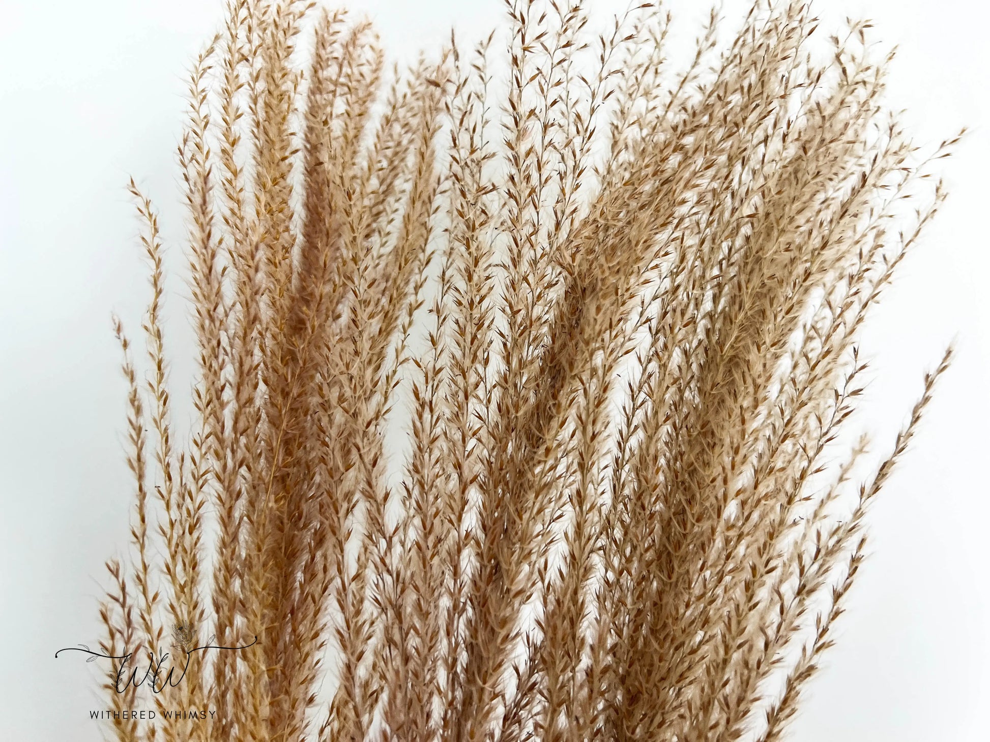 Reed Grass (Small) - Natural - Withered Whimsy Reed Grass