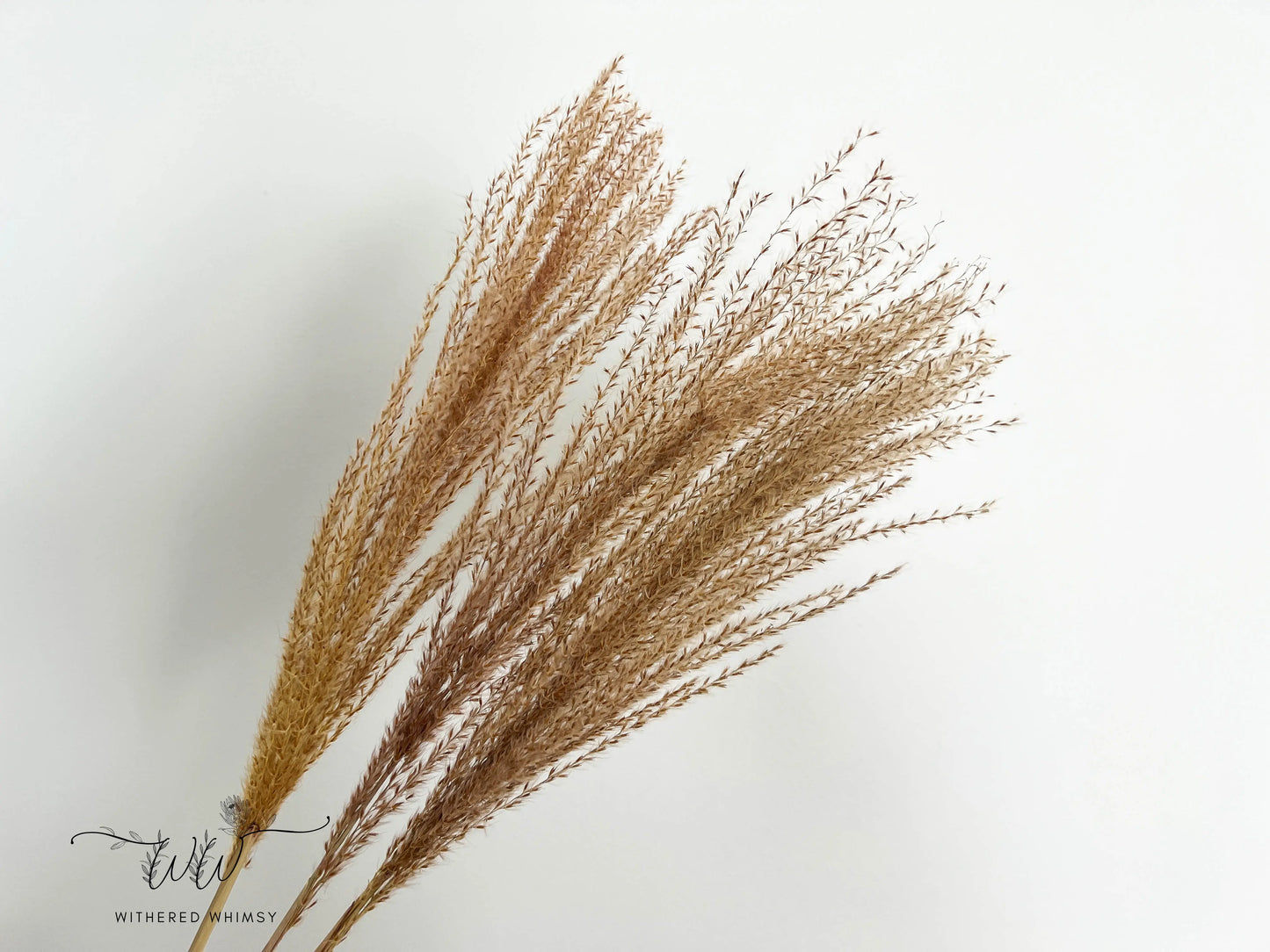 Reed Grass (Small) - Natural - Withered Whimsy Reed Grass