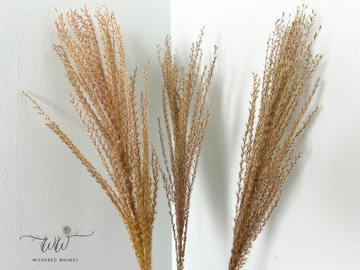 Reed Grass (Small) - Natural - Withered Whimsy Reed Grass