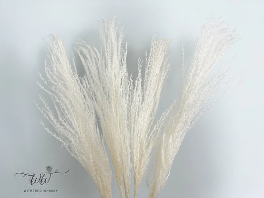 Reed Grass (Small) - White - Withered Whimsy Reed Grass