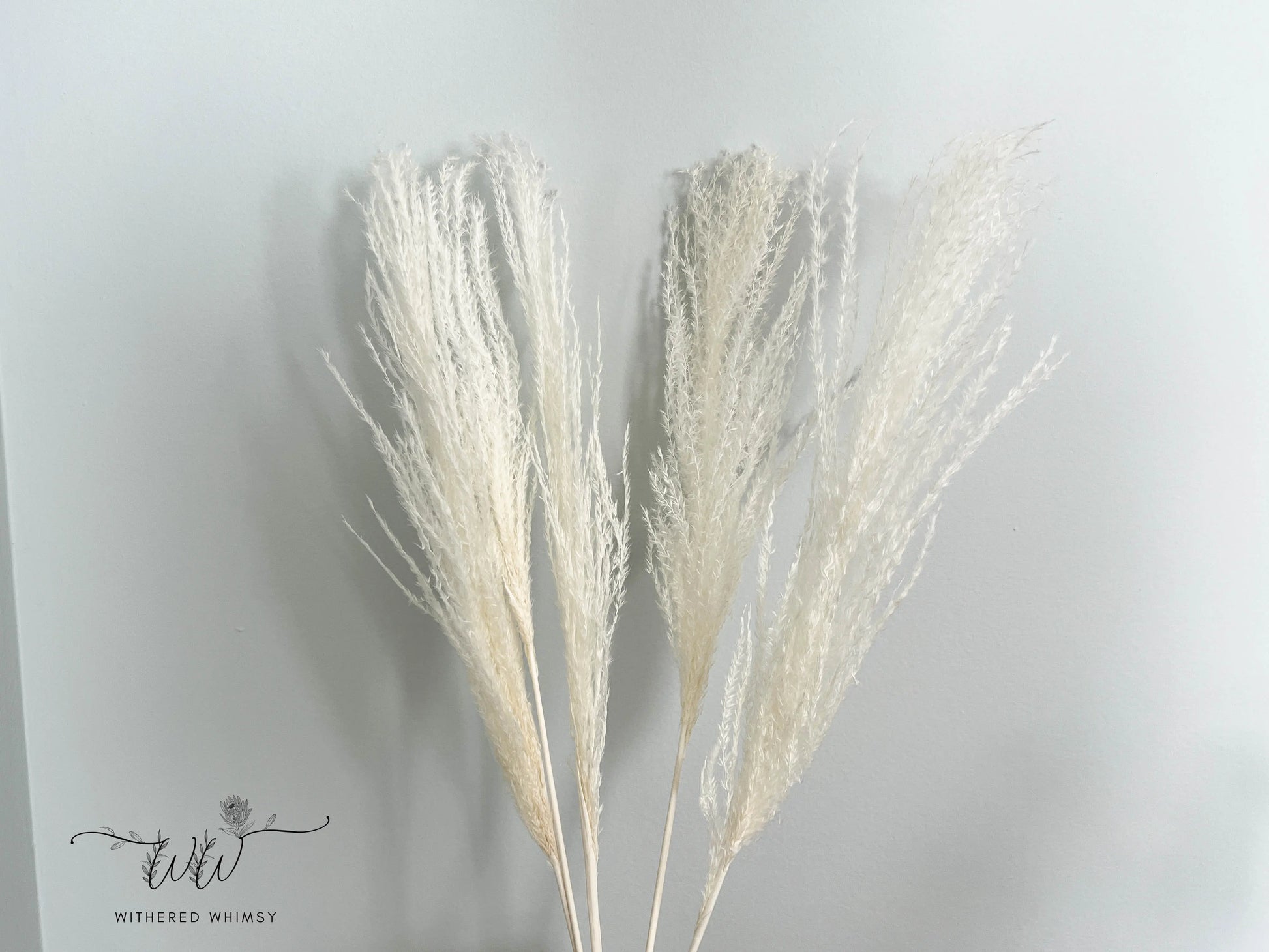 Reed Grass (Small) - White - Withered Whimsy Reed Grass